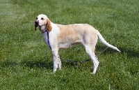 Picture of fompoise, billy standing in a field