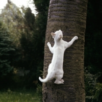 Picture of foreign white cat climbing a tree