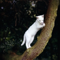 Picture of foreign white cat climbing a tree