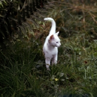 Picture of foreign white cat in garden