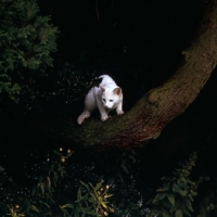 Picture of foreign white cat on branch 