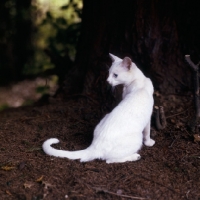 Picture of foreign white cat posing