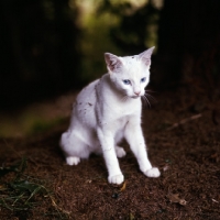 Picture of foreign white cat sitting