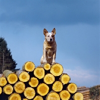 Picture of formakin brolga, australian cattle dog on logs