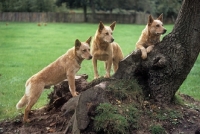 Picture of formakin kulta,  aust ch landmaster darling red, dutch ch formakin boomer, ,  australian cattle dogs beside tree