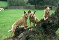 Picture of formakin kulta,  aust ch landmaster darling red, dutch ch formakin boomer, , australian cattle dogs beside tree