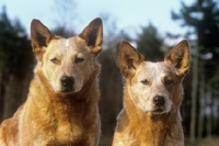 Picture of formakin kulta, formakin brolga, australian cattle dogs, portrait