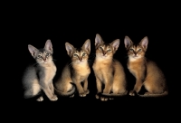 Picture of four abyssinian kittens on black background