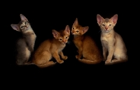 Picture of four Abyssinian kittens on black background