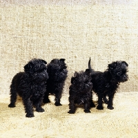 Picture of four affenpinscher puppies, scapafield schwarz bandit (d), scapafield gift to tonsarne (b), scapafield Schwarz Brigand (d), scapafield schwarz baron