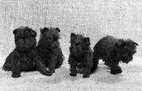 Picture of four affenpinscher puppies