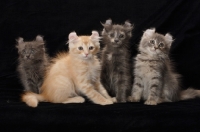 Picture of four American Curl kittens