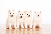Picture of four American Eskimo puppies on white background