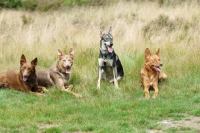 Picture of four american indian dogs