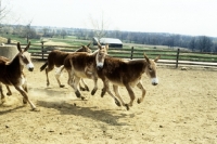 Picture of four american show mules cantering in their enclosure