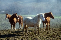 Picture of four arab mares standing in a field in winter