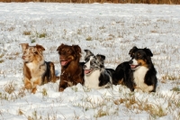 Picture of four Australian Shepherd Dogs in field