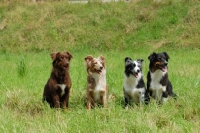 Picture of four Australian Shepherd Dogs