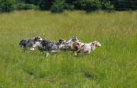 Picture of four australian shepherds