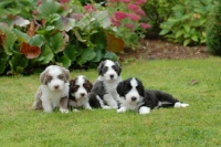 Picture of four Bearded Collie puppies