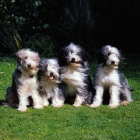 Picture of four bearded collies sitting on grass on a windy day