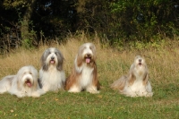 Picture of four Bearded Collies 