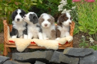 Picture of four Bearded Collies