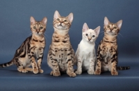 Picture of four Bengal kittens, front view