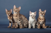 Picture of four Bengal kittens, front view