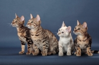 Picture of four Bengal kittens, looking away