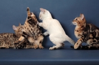 Picture of four Bengal kittens, playing