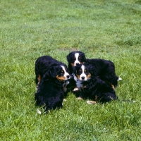 Picture of four bernese mountain dog puppies