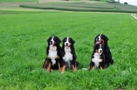 Picture of four Bernese Mountain Dogs in field