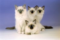 Picture of four birman kittens