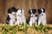 Picture of four black and white Border Collie puppies