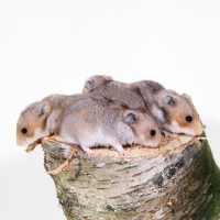 Picture of four blue hamsters together at percy parslow's hamster farm
