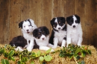 Picture of four Border Collie puppies