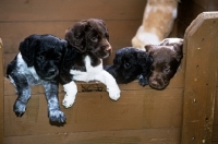 Picture of four brittany puppies in a wooden box