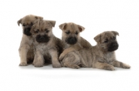 Picture of four Cairn Terrier puppies on white background