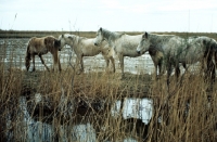 Picture of four camargue horses behind rushes