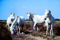 Picture of four camargue ponies 