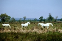 Picture of four camargue ponies