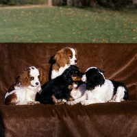 Picture of four cavalier king charles spaniel puppies of different ages