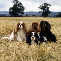 Picture of four champion cavalier king charles spaniels, ch salador charlock, b/t, 
ch salador coppergleam, ruby, 
ch salador crismark, blenheim, ch salador celtic prince, tri,