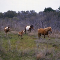 Picture of Four chincoteague ponies trotting and cantering on assateague island