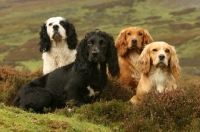 Picture of four cocker spaniels in the countryside