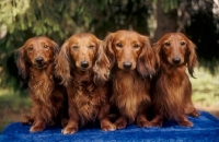 Picture of four Dachshund dogs looking at camera