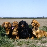 Picture of four dachshunds long haired sitting in the countryside