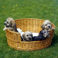 Picture of four dandie dinmont puppies in a dog basket