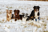 Picture of four different Australian Shepherd Dogs